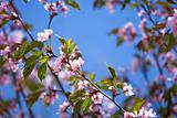Blooming sakura branch