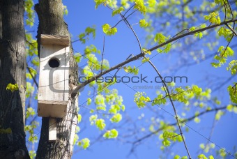 bird house and young spring  leaves