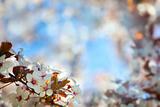 cherry blossom background / soft focus