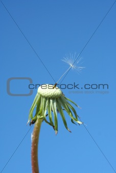 One seed dandelion clock