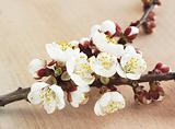  flowering of the apricot