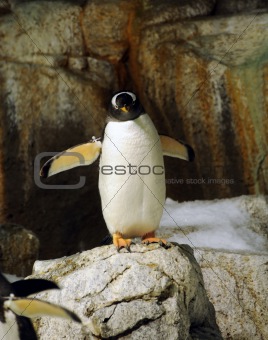 Penguin in the wild