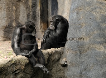 Wild chimps