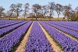 Field of violet flowers - Hyacint