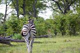 Zebra in Moremi Nature Reserve