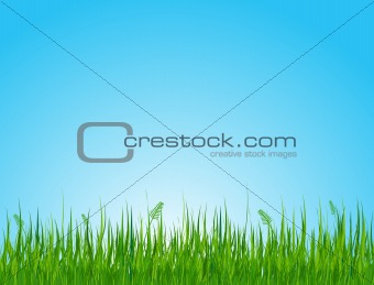 Grassy field 