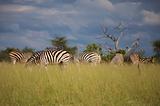 Zebras in Moremi Nature Reserve