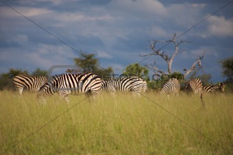 Zebras in Moremi Nature Reserve