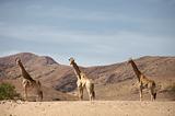 giraffes in the desert of koakoland