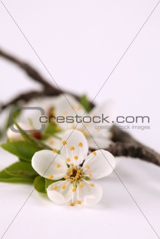 Mirabelle blossoms