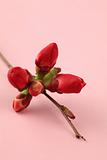 Quince buds on pink