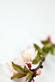 Sour cherry blossom