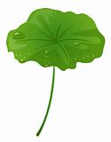Lotus leaf and water drop
