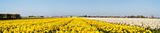 Field of yellow flowers. Panorama