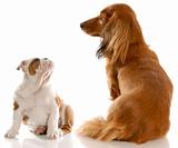 bulldog puppy and dachshund