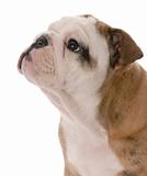 portrait of nine week old english bulldog puppy on white background