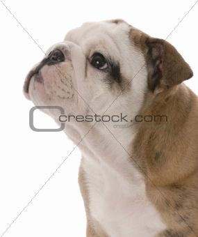 portrait of nine week old english bulldog puppy on white background