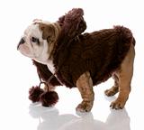 dog wearing brown sweater - english bulldog female - nine weeks old