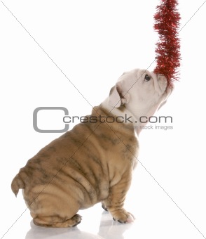 puppy pulling on christmas garland