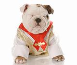 nine week old english bulldog dressed in formal shirt and tie with cute expression