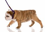 nine week old english bulldog puppy walking on a leash