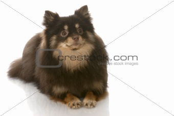 brown and tan pomeranian puppy laying down looking up