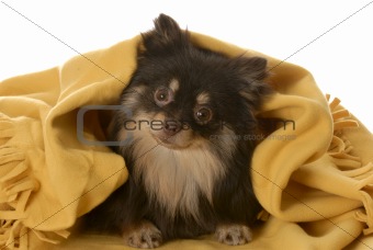 brown and tan pomeranian puppy hiding under yellow blanket
