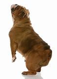 english bulldog standing up with nose in the air on white background