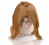 english bulldog puppy from the backside view with body in playful stance