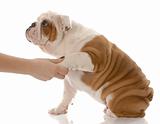 shake a paw - hand holding paw of english bulldog puppy