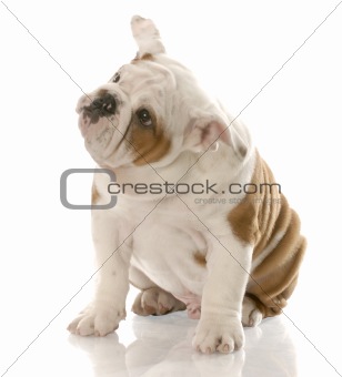 english bulldog puppy with ear raised up listening - fourteen weeks old