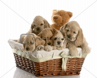 litter of puppies
