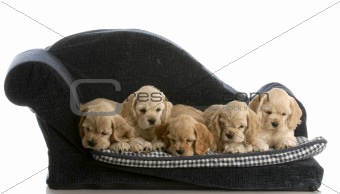 litter of puppies