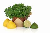 Basil Herb with Lemon and Lime Fruit