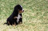 Puppy Bernese Mountain Dog