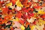 Autumn or Fall Leaves