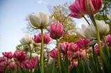 hudreds of tulips