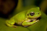 The Green Tree Frog Series