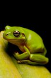 The Green Tree Frog Series