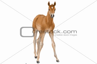 Horse foal