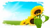 Landscape - sunflowers, green land, blue sky 