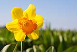 Yellow flower in a field - Narcissus