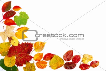 Red yellow and green autumn leaves