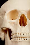 Human skull closeup