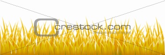 gold grass