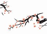 chinese painting of pink plum