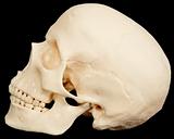Human skull on black background in profile