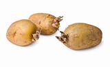 Potato seeds - three tubers on white