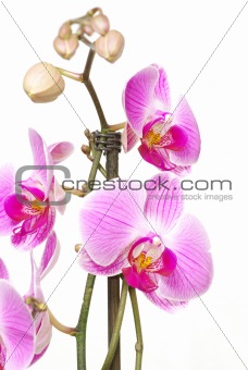  orchid 