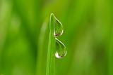  drops on grass 